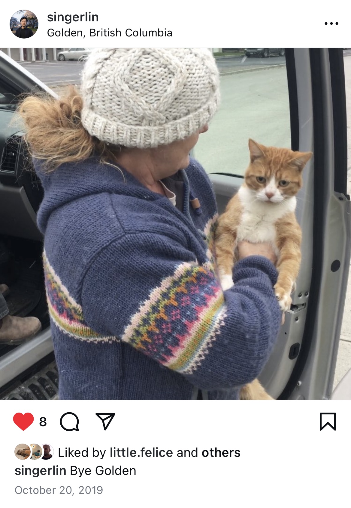Rescued orange cat